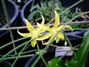 Erythronium tuolumnense